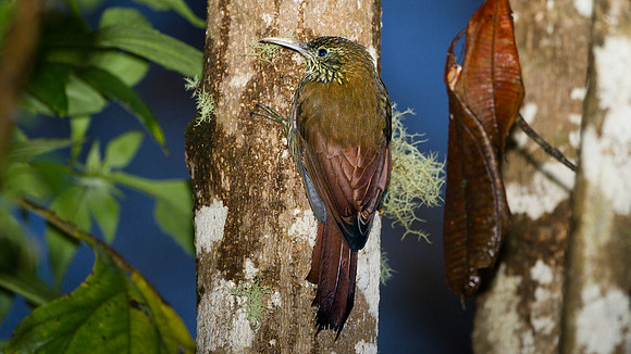 Montane Woodcreeper (Lepidocolaptes lacrymiger)