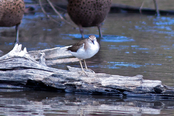 Spotted Sandpiper (Actitis macularius) juvenile