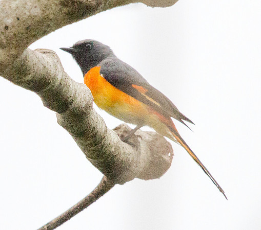 Scarlet minivet (Pericrocotus speciosus)