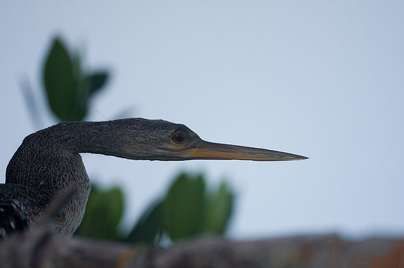 Anhinga (Anhinga anhinga)