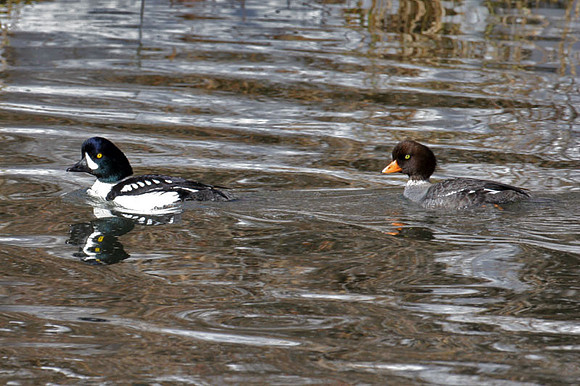Barrow's Goldeneye (Bucephala islandica) male and female