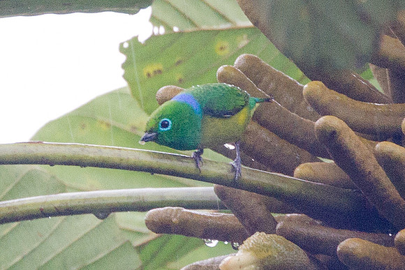 Blue-naped Chlorophonia (Chlorophonia cyanea)