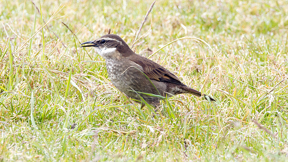 Stout-billed Cinclodes (Cinclodes excelsior)