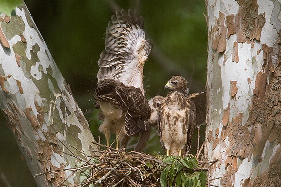 Red-shouldered Hawk (Buteo lineatus) juvenile