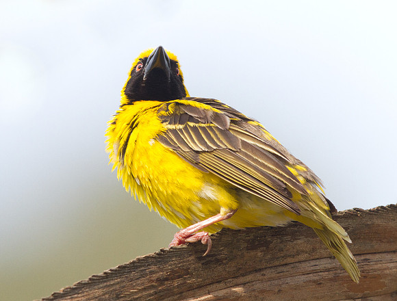 Village Weaver (Ploceus cucullatus) Male