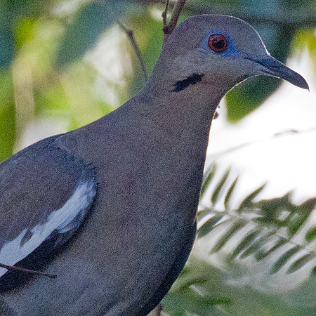White-winged Dove (Zenaida asiatica)