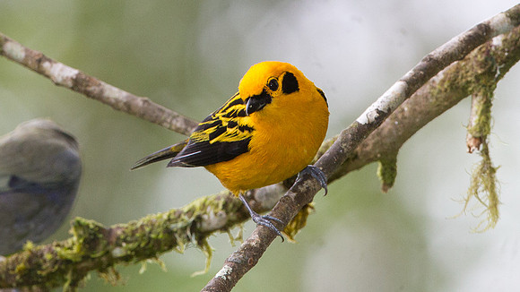Golden Tanager (Tangara arthus)