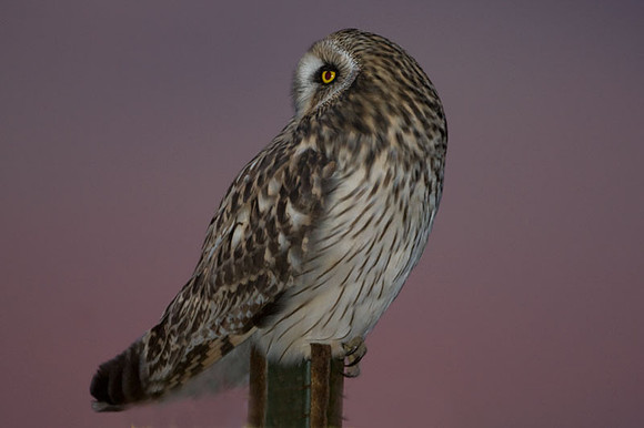 Short-eared Owl (Asio flammeus)