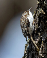 Brown creeper (Certhia americana)