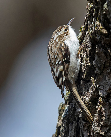 Brown creeper (Certhia americana)