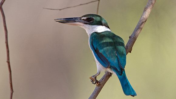 Collared kingfisher (Todiramphus chloris)
