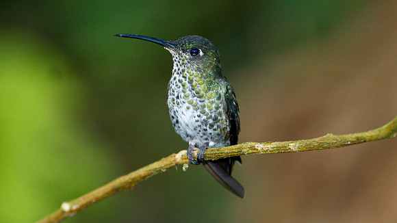 Many-spotted Hummingbird (Taphrospilus hypostictus)
