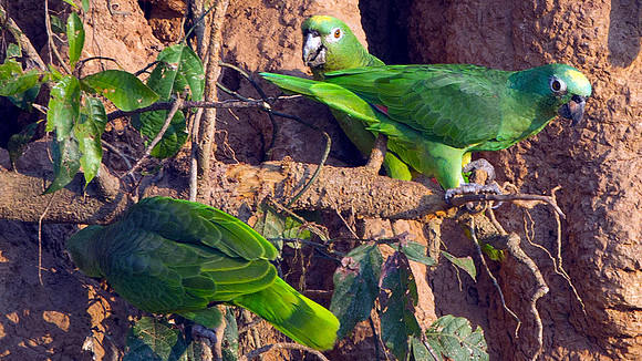 Yellow-crowned Parrot (Amazona ochrocephala)
