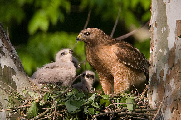 Red-shouldered Hawk (Buteo lineatus) adult and chicks