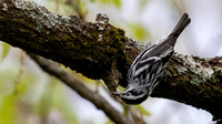 Black-and-white Warbler (Mniotilta varia)