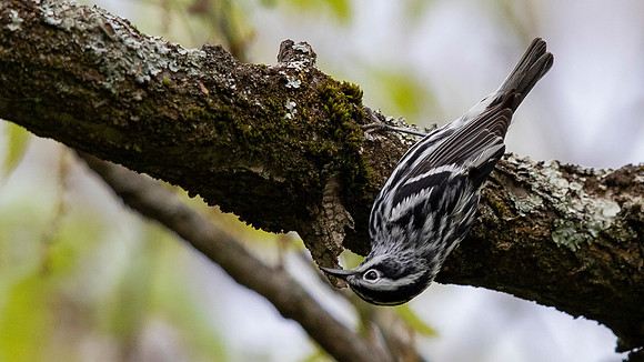Black-and-white Warbler (Mniotilta varia)