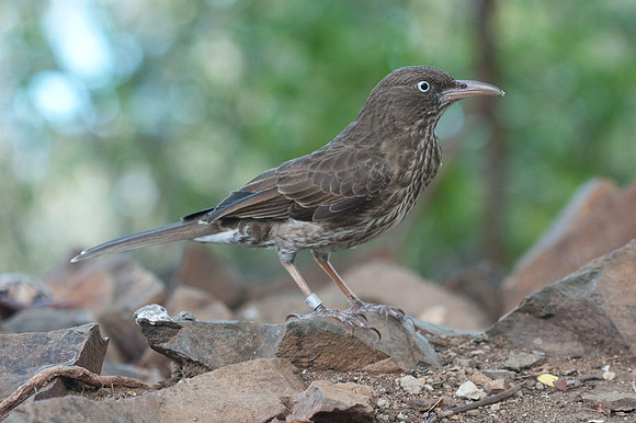Pearly-eyed Thrasher (Margarops fuscatus)