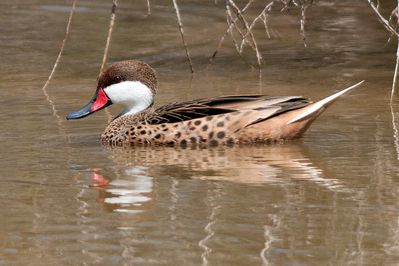 White-cheeked Pintail (Anas bahamensis)