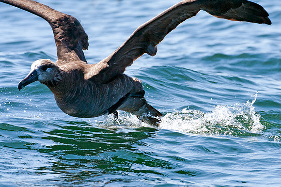 Black-footed Albatross (Phoebastria nigripes)