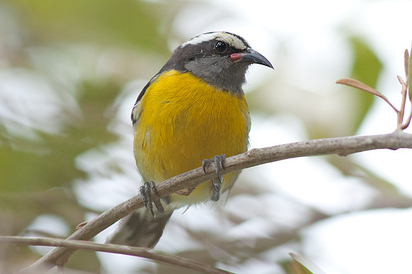 Bananaquit (Coereba flaveola)