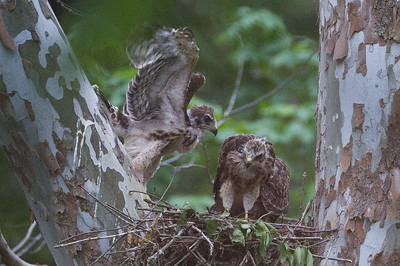 Red-shouldered Hawk (Buteo lineatus) juvenile