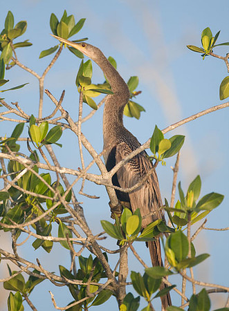 Anhinga (Anhinga anhinga)