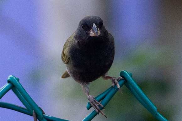 Black-faced Grassquit (Tiaris bicolor)