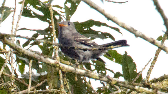 Flycatcher sp. Unidentified immature