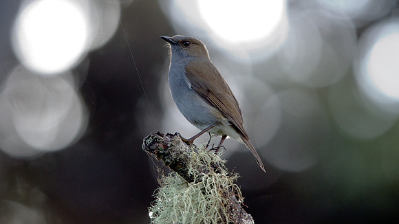 ʻŌmaʻo (Myadestes obscurus)