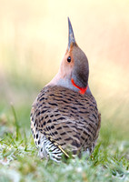 Northern flicker (Colaptes auratus) Female