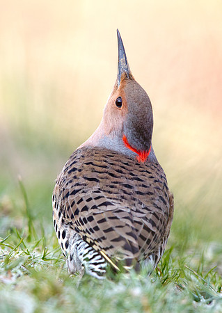 Northern flicker (Colaptes auratus) Female