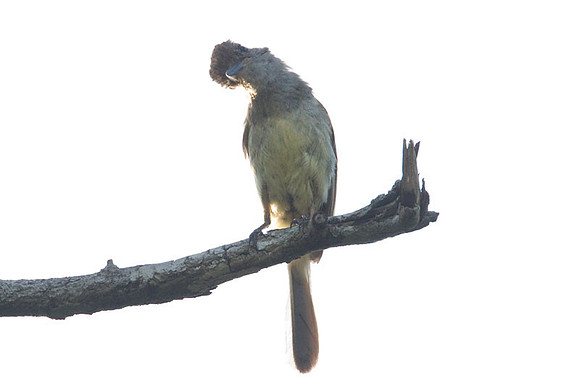 Brown-crested Flycatcher (Myiarchus tyrannulus)