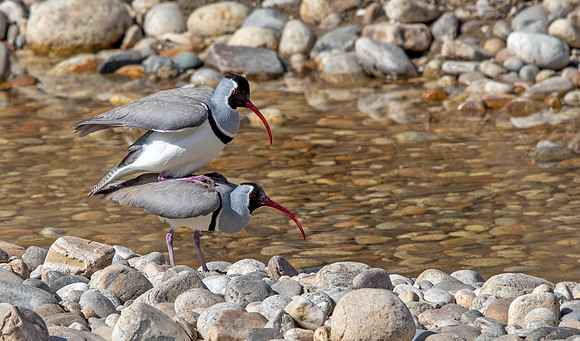 Ibisbill (Ibidorhyncha struthersii) mating