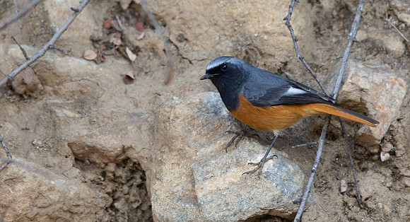 Hodgson's Redstart (Phoenicurus hodgsoni)
