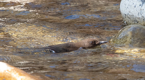 Brown Dipper (Cinclus pallasii)