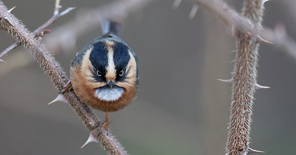 Black-browed Tit (Aegithalos iouschistos)