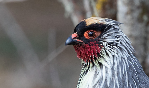 Blood Pheasant (Ithaginis cruentus) male