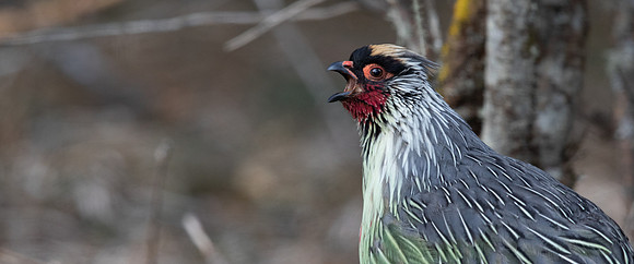 Blood Pheasant (Ithaginis cruentus) male