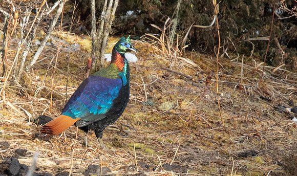 Himalayan Monal Lophophorus impejanus male