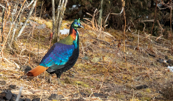 Himalayan Monal Lophophorus impejanus male