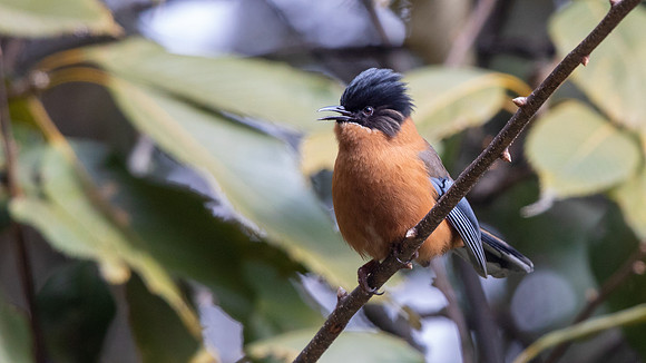 Rufous Sibia (Heterophasia capistrata)