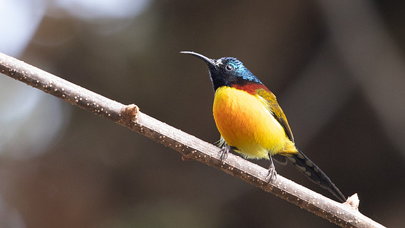 Green-tailed Sunbird (Aethopyga nipalensis)