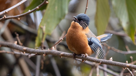 Rufous Sibia (Heterophasia capistrata)