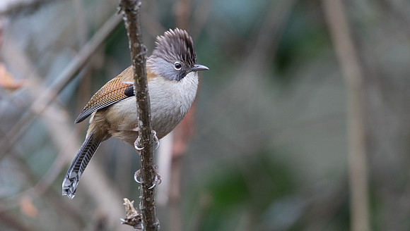 Hoary-throated Barwing (Actinodura nipalensis)