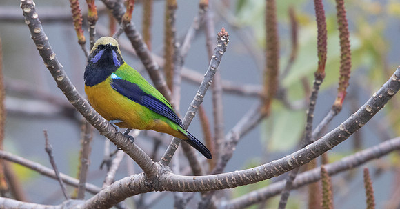Orange-bellied Leafbird (Chloropsis hardwickii)