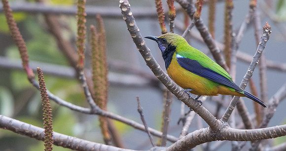 Orange-bellied Leafbird (Chloropsis hardwickii)