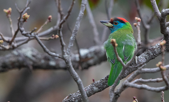 Blue-throated Barbet (Psilopogon asiaticus)
