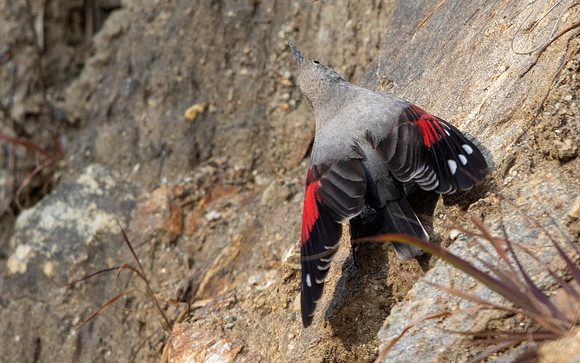 Wallcreeper (Tichodroma muraria)