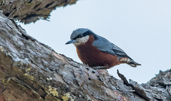 Chestnut-bellied Nuthatch (Sitta cinnamoventris)