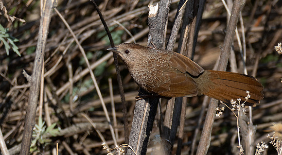 Bhutan Laughingthrush (Trochalopteron imbricatum)